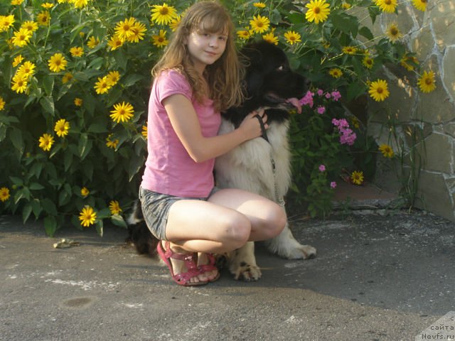 Фото: ньюфаундленд Amanda Arctic Bell Super Mishka