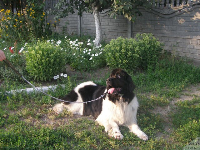 Фото: ньюфаундленд Amanda Arctic Bell Super Mishka