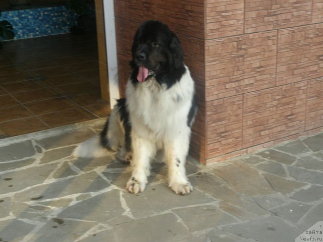 Фото: ньюфаундленд Amanda Arctic Bell Super Mishka