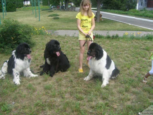 Фото: ньюфаундленд Archibald Good Win Super Mishka (Арчибальд Гуд Вин Супер Мишка), ньюфаундленд On Aroll Midnight Bear, ньюфаундленд Amanda Arctic Bell Super Mishka