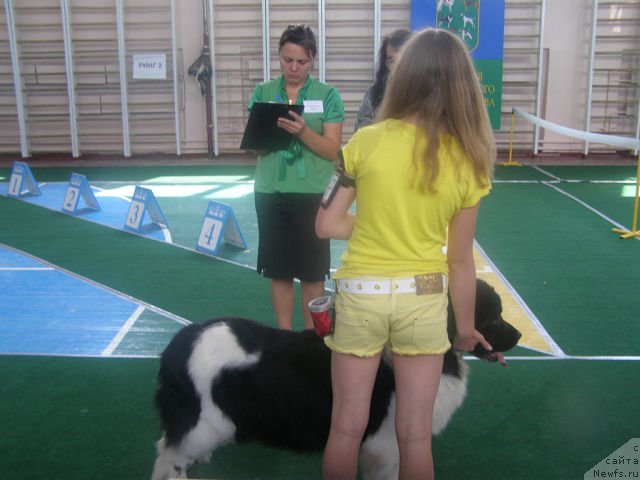 Фото: ньюфаундленд Amanda Arctic Bell Super Mishka