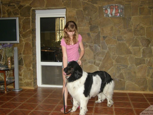 Фото: ньюфаундленд Amanda Arctic Bell Super Mishka