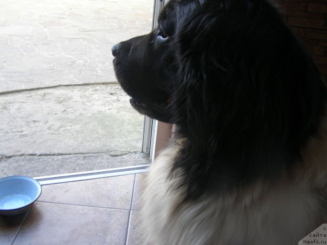 Фото: ньюфаундленд Amanda Arctic Bell Super Mishka