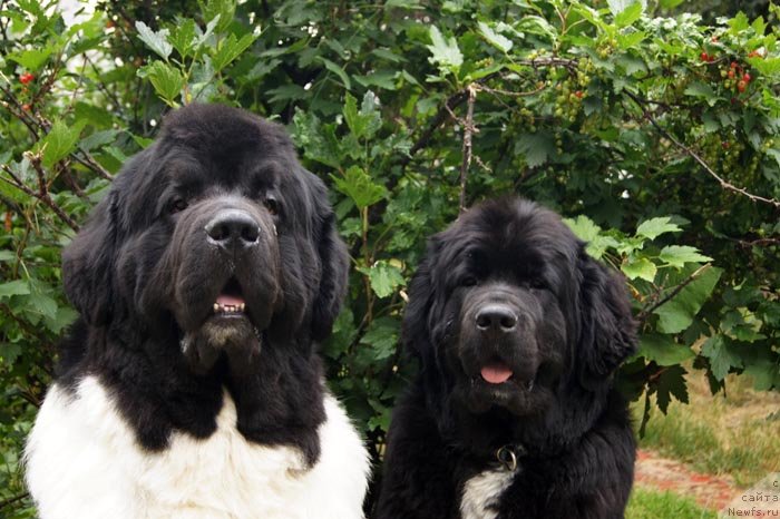 Фото: ньюфаундленд Супер Премиум Жодо Феролли (Super Premium Zhodo Ferolli), ньюфаундленд Супер Бизон Индия