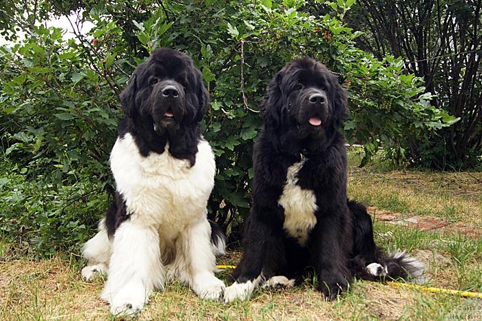 Фото: ньюфаундленд Супер Премиум Жодо Феролли (Super Premium Zhodo Ferolli), ньюфаундленд Супер Бизон Индия