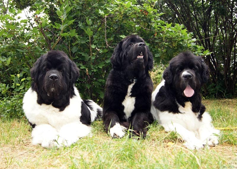 Фото: ньюфаундленд Супер Премиум Жодо Феролли (Super Premium Zhodo Ferolli), ньюфаундленд Супер Бизон Индия, ньюфаундленд Супер Премиум Женева (Super Premium Zheneva)