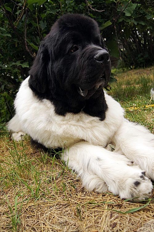 Фото: ньюфаундленд Супер Премиум Жодо Феролли (Super Premium Zhodo Ferolli)