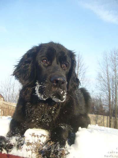 Фото: ньюфаундленд Чародейка Фабигги