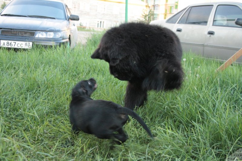 Фото: ньюфаундленд Бегущая по Волнам Зеро Коол