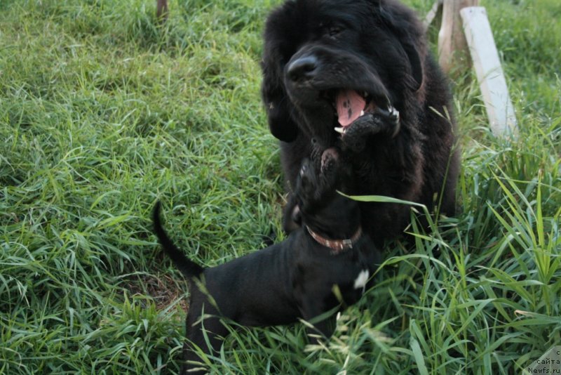 Фото: ньюфаундленд Бегущая по Волнам Зеро Коол