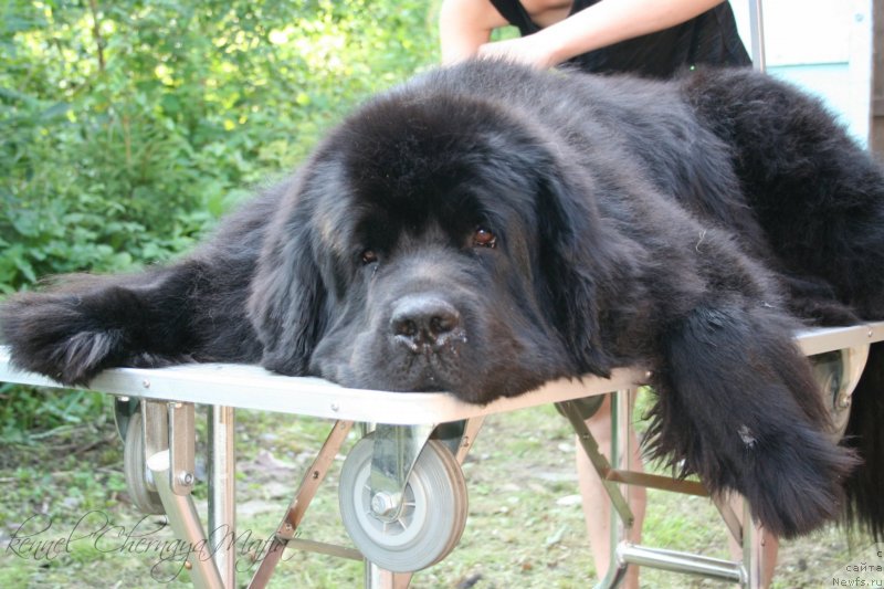 Фотография № 130825