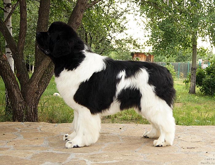 Фото: ньюфаундленд Супер Премиум Жодо Феролли (Super Premium Zhodo Ferolli)