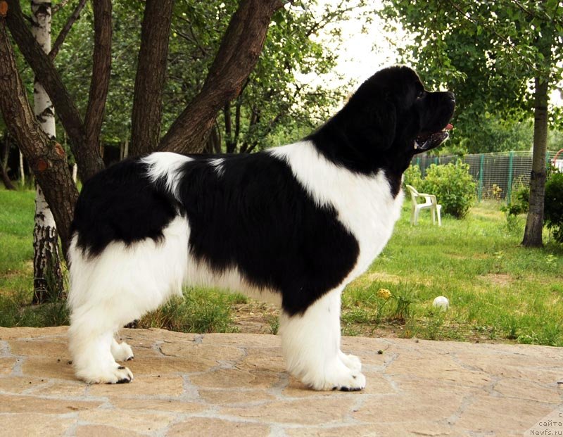 Фото: ньюфаундленд Супер Премиум Жодо Феролли (Super Premium Zhodo Ferolli)