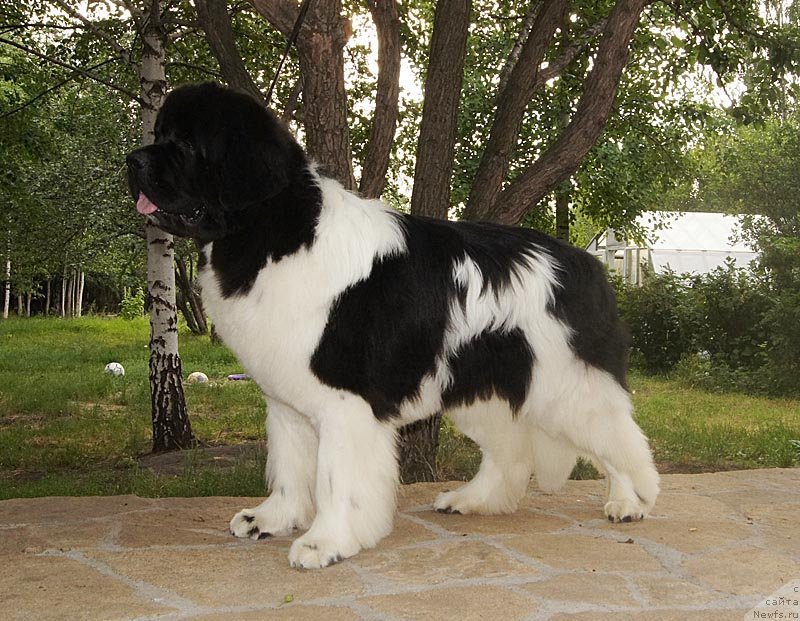 Фото: ньюфаундленд Супер Премиум Жодо Феролли (Super Premium Zhodo Ferolli)