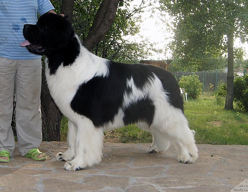 Фото: ньюфаундленд Супер Премиум Жодо Феролли (Super Premium Zhodo Ferolli)