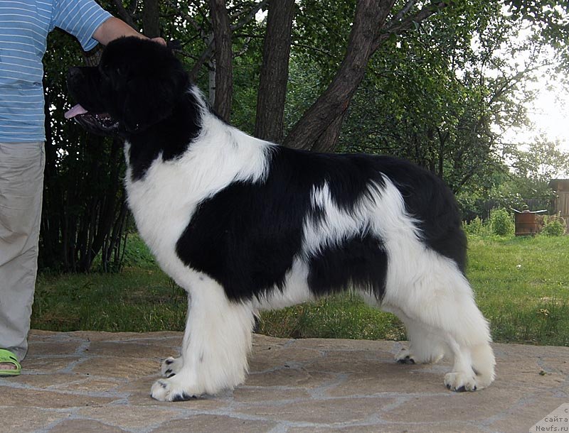 Фото: ньюфаундленд Супер Премиум Жодо Феролли (Super Premium Zhodo Ferolli)