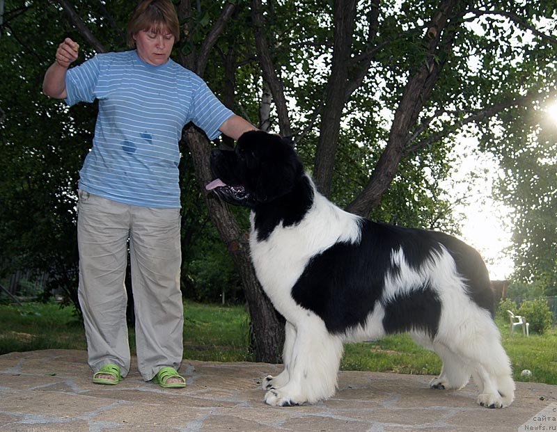 Фото: ньюфаундленд Супер Премиум Жодо Феролли (Super Premium Zhodo Ferolli), Наталия Снигирева