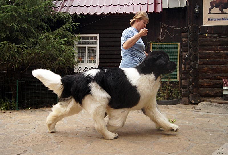 Фото: ньюфаундленд Супер Премиум Жодо Феролли (Super Premium Zhodo Ferolli), Наталия Снигирева