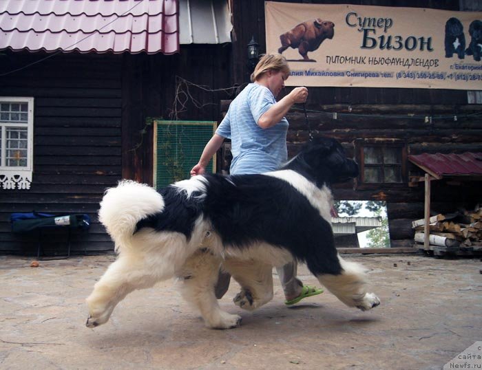 Фото: ньюфаундленд Супер Премиум Жодо Феролли (Super Premium Zhodo Ferolli), Наталия Снигирева