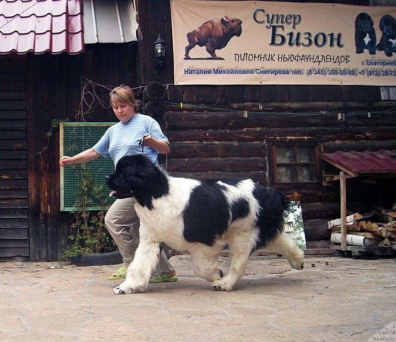 Фото: ньюфаундленд Супер Премиум Жодо Феролли (Super Premium Zhodo Ferolli), Наталия Снигирева
