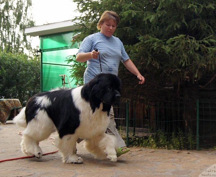 Фото: ньюфаундленд Супер Премиум Жодо Феролли (Super Premium Zhodo Ferolli), Наталия Снигирева