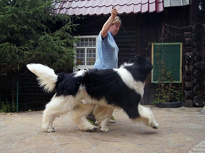 Фото: ньюфаундленд Супер Премиум Жодо Феролли (Super Premium Zhodo Ferolli), Наталия Снигирева