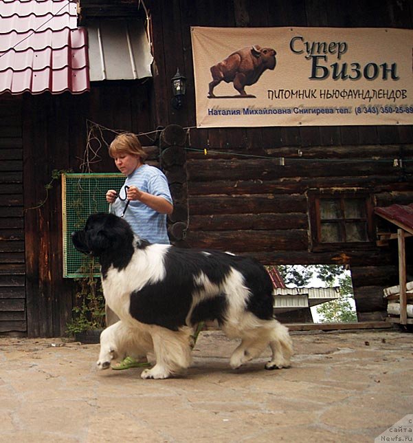 Фото: ньюфаундленд Супер Премиум Жодо Феролли (Super Premium Zhodo Ferolli), Наталия Снигирева