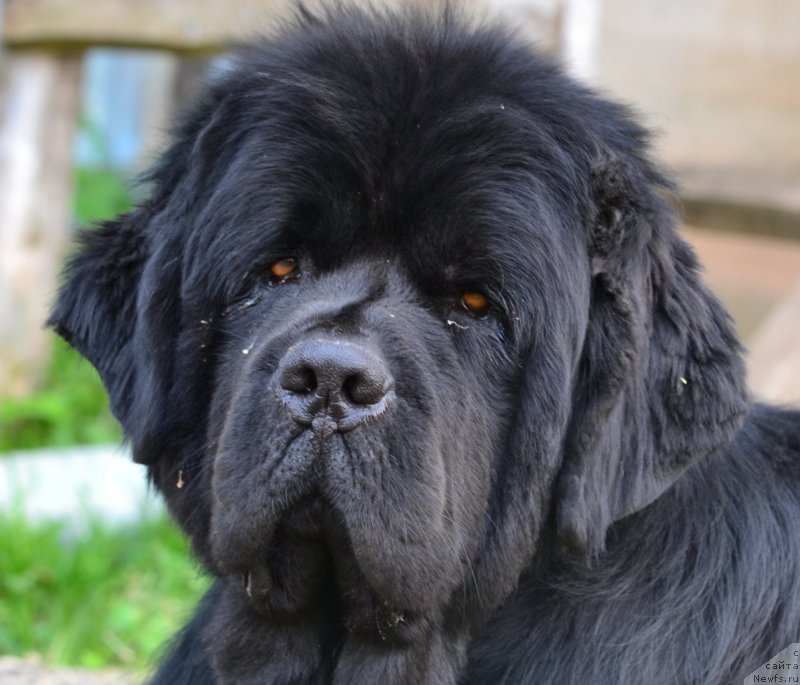 Фото: ньюфаундленд Их Высочество Владлена Маджикс