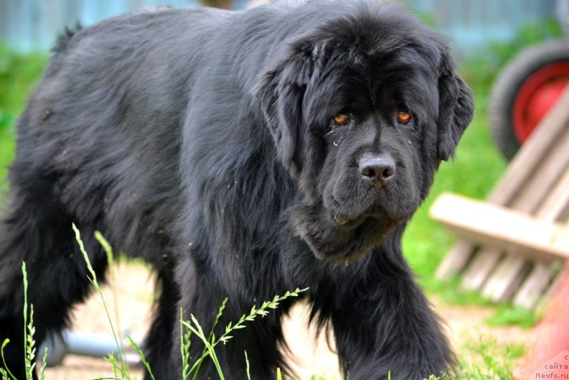 Фото: ньюфаундленд Их Высочество Владлена Маджикс