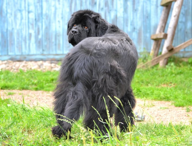 Фото: ньюфаундленд Их Высочество Владлена Маджикс