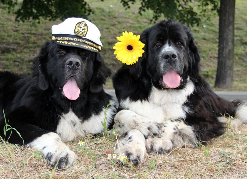 Фото: ньюфаундленд Старбимовлав Гардемарин, ньюфаундленд Питерньюф Желанная Моя