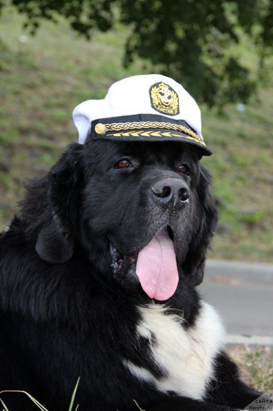 Фото: ньюфаундленд Старбимовлав Гардемарин