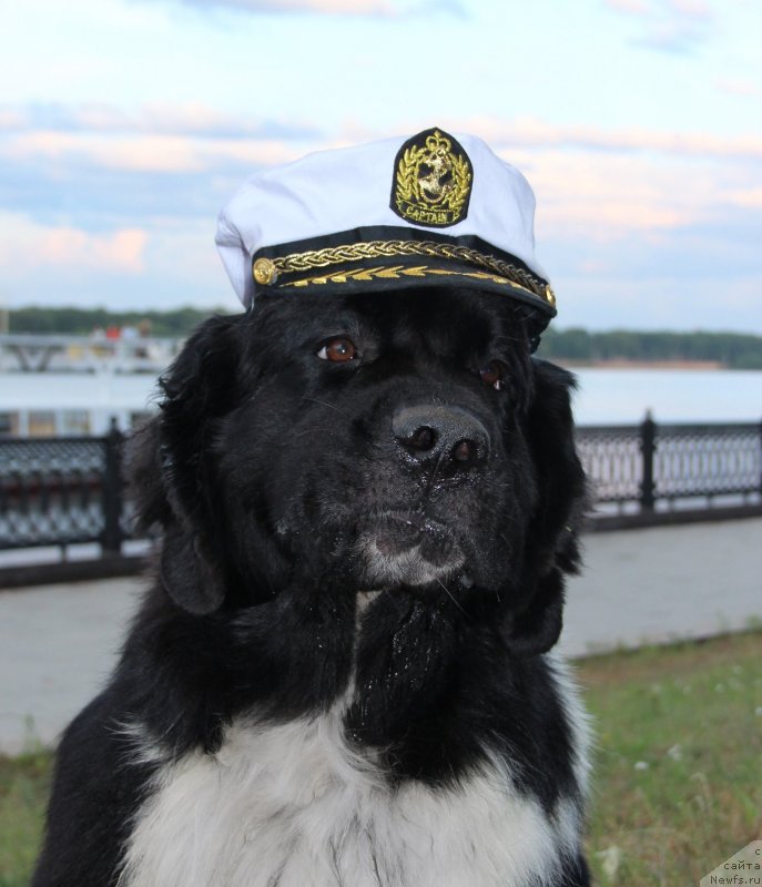 Фото: ньюфаундленд Старбимовлав Гардемарин