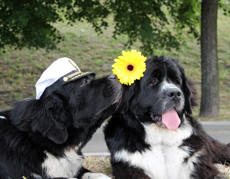 Фото: ньюфаундленд Старбимовлав Гардемарин, ньюфаундленд Питерньюф Желанная Моя