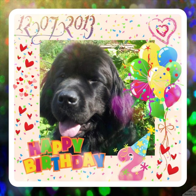 Фото: ньюфаундленд Питерньюф Монт Бланк (Piternyuf Mont Blanc)