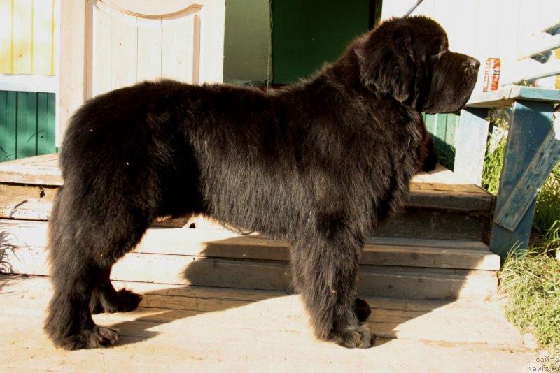 Фото: ньюфаундленд Бегущая по Волнам Зеро Коол