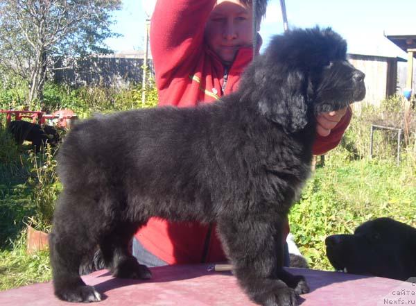 Фото: ньюфаундленд Венеция из Царства Медведей в Обуш Шед