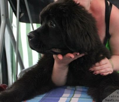 Фото: ньюфаундленд Черная Мафия Зоом Инто Ме (Chernaya Mafia Zoom Into Me)