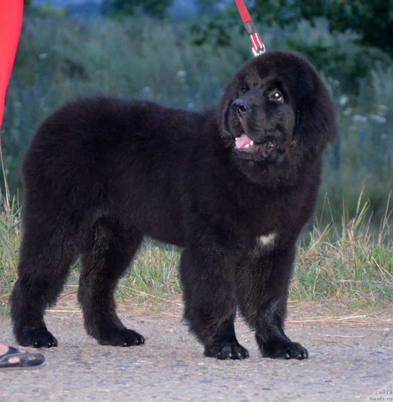 Фото: ньюфаундленд Бегущая по Волнам Екстра Спешиал Едишион