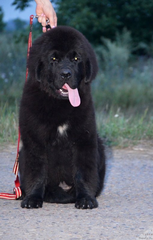 Фото: ньюфаундленд Бегущая по Волнам Екстра Спешиал Едишион