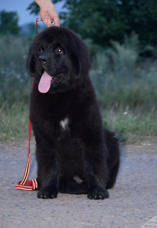 Фото: ньюфаундленд Бегущая по Волнам Екстра Спешиал Едишион