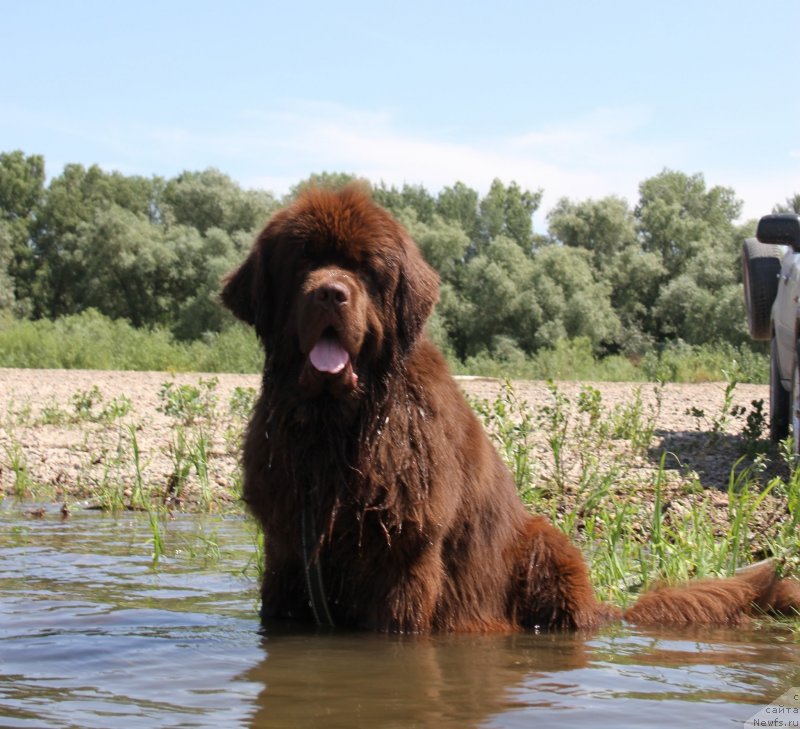 Фото: ньюфаундленд Фактурный Фрукт с Берега Дона (Fakturnyi Frukt s Berega Dona)