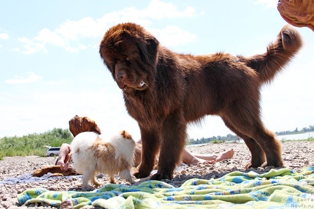 Фото: ньюфаундленд Фактурный Фрукт с Берега Дона (Fakturnyi Frukt s Berega Dona)