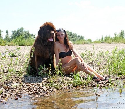 Фото: ньюфаундленд Фактурный Фрукт с Берега Дона (Fakturnyi Frukt s Berega Dona)