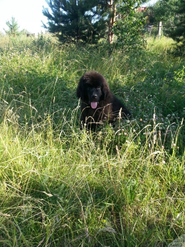 Фото: ньюфаундленд Черная Мафия Зесту Бетту (Chernaya Mafia Zesty Betty)