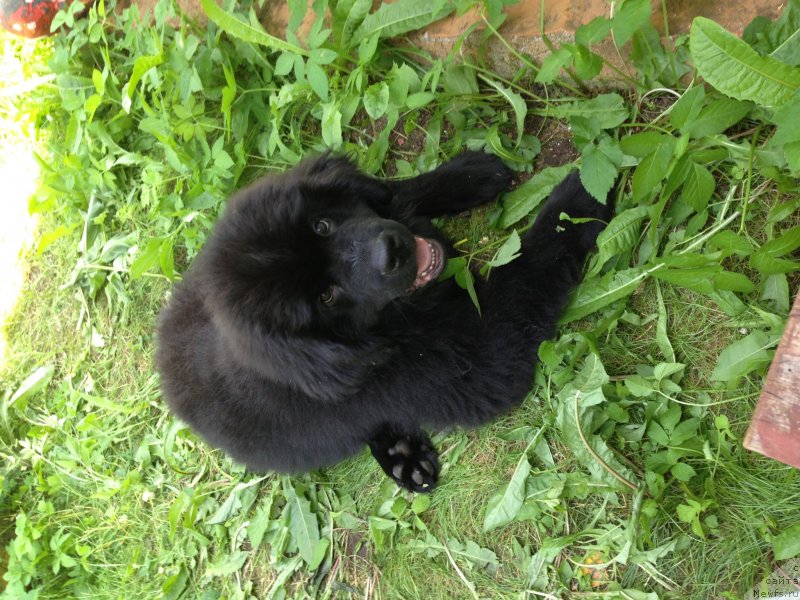 Фото: ньюфаундленд Белкондер-Клаб Кронос