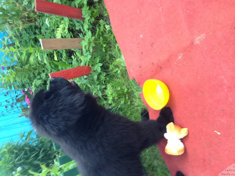 Фото: ньюфаундленд Белкондер-Клаб Кронос