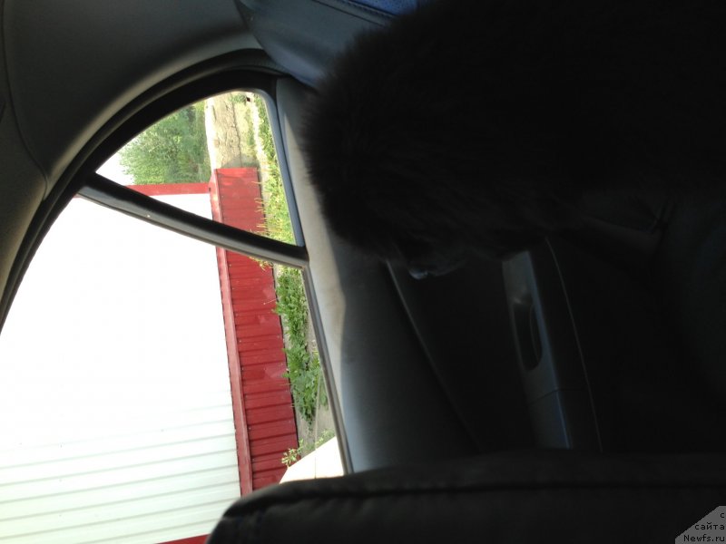 Фото: ньюфаундленд Белкондер-Клаб Кронос