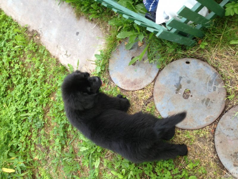 Фото: ньюфаундленд Белкондер-Клаб Кронос