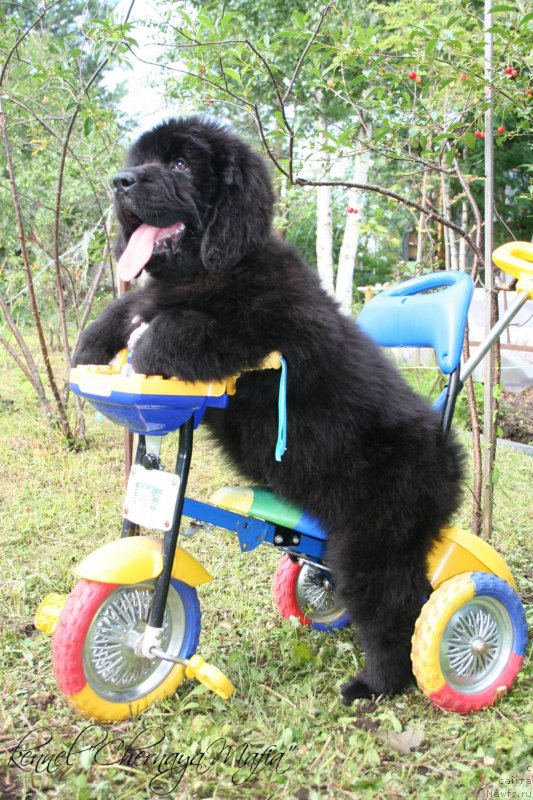 Фотография № 130932